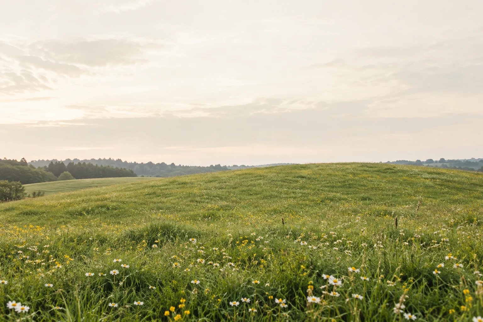 Rolling meadow with wildflowers beneath a pale cloudy sky